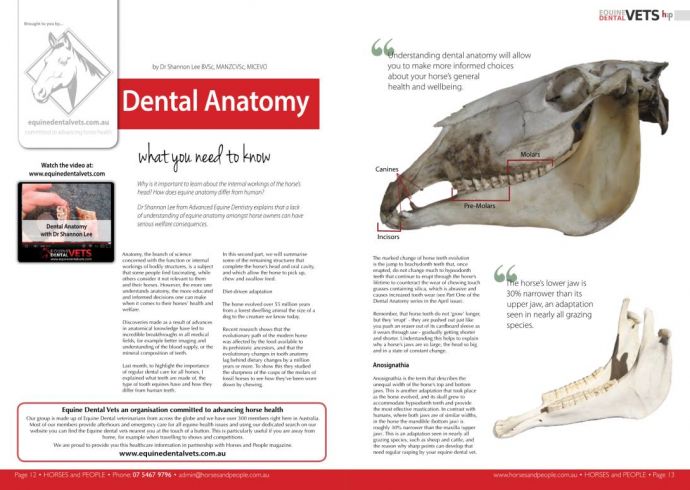 Equine Dental Anatomy - Part 2