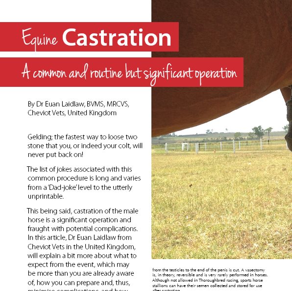 Equine Castration